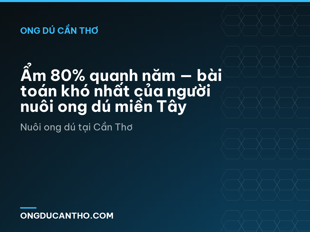 Ẩm 80% quanh năm — bài toán khó nhất của người nuôi ong dú miền Tây
