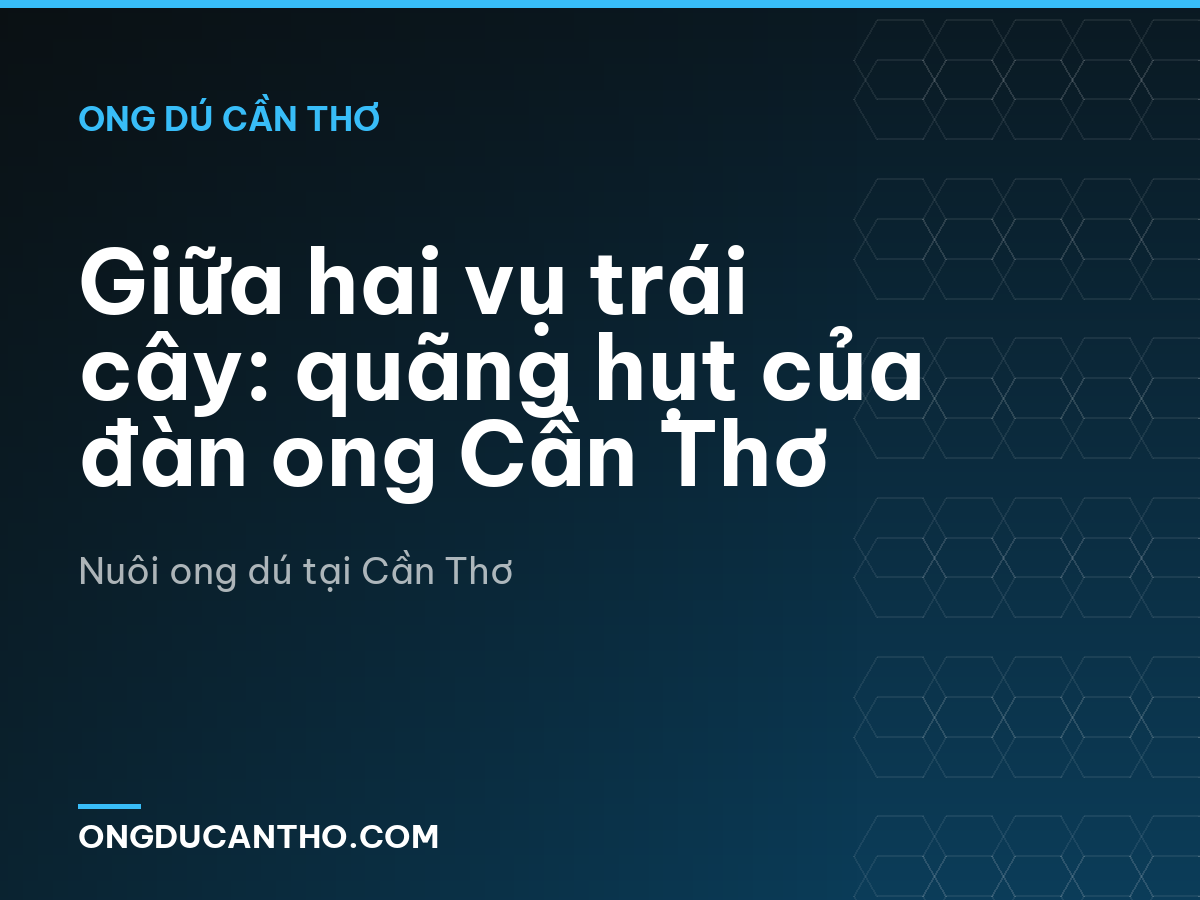 Giữa hai vụ trái cây: quãng hụt của đàn ong Cần Thơ