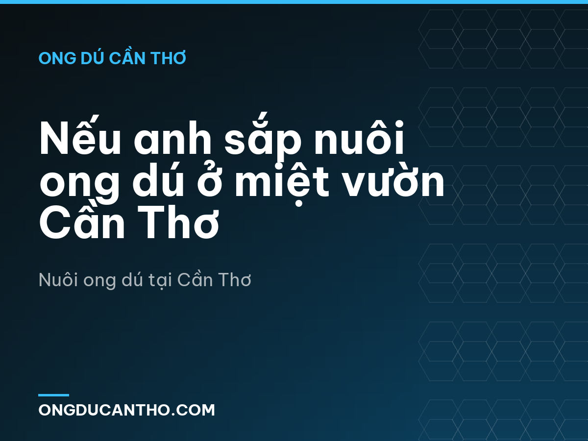 Nếu anh sắp nuôi ong dú ở miệt vườn Cần Thơ