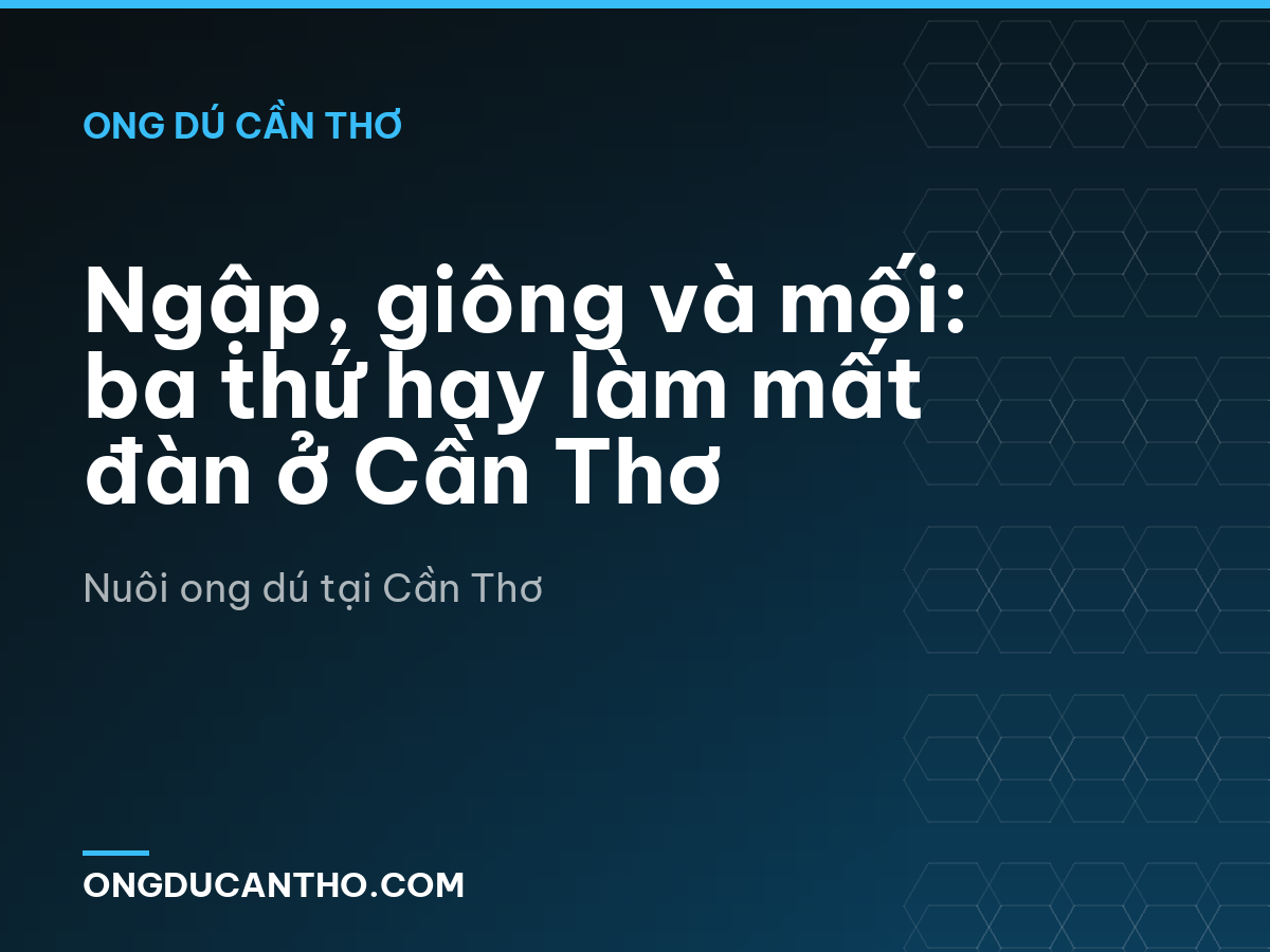 Ngập, giông và mối: ba thứ hay làm mất đàn ở Cần Thơ