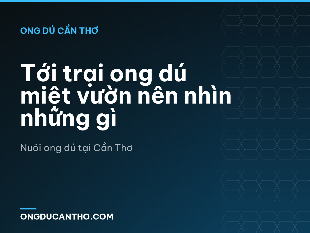 Tới trại ong dú miệt vườn nên nhìn những gì